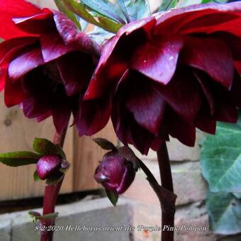 Helleborus orientalis 'Purple Pink Pompon'