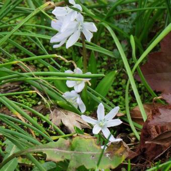 Scilla siberica 'Alba'