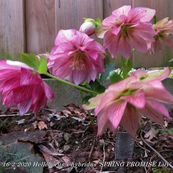 Helleborus x hybridus 'SPRING PROMISE Lily'