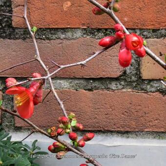 Chaenomeles x superba 'Fire Dance'