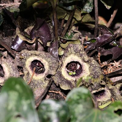 Asarum maximum 'Ling Ling' - 