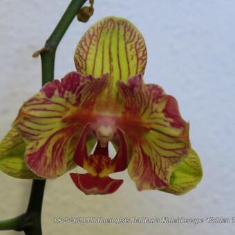 Phalaenopsis Baldan's Kaleidoscope 'Golden Treasure'