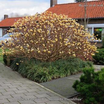 Edgeworthia chrysantha 'Grandiflora'