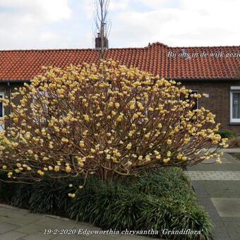 Edgeworthia chrysantha 'Grandiflora'