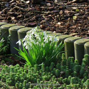 Galanthus nivalis