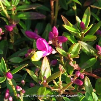 Polygala chamaebuxus 'Grandiflora'