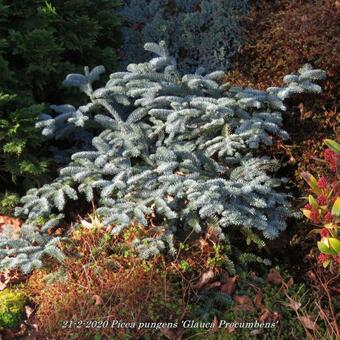 Picea pungens 'Glauca Procumbens'