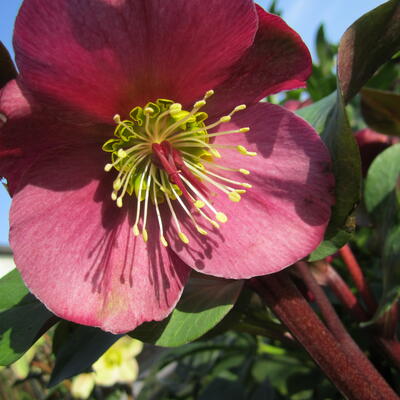 Helleborus x nigercors 'Anna's Red' - Helleborus nigercors 'Anna's Red' - Helleborus x nigercors 'Anna's Red'