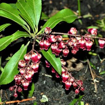 Pieris japonica 'Passion'