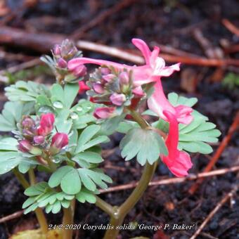 Corydalis solida 'George P. Baker'