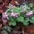 Corydalis solida