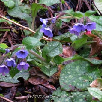 Pulmonaria officinalis