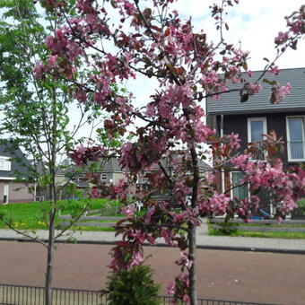 Malus x purpurea 'Eleyi'