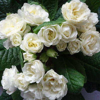 Primula vulgaris BELARINA 'Cream' - 