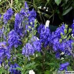 Aconitum fischeri - Aconitum carmichaeli