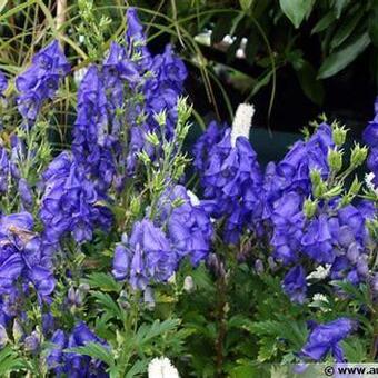 Aconitum fischeri