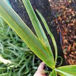 Cordyline  indivisa - 