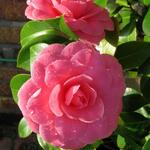 Camellia japonica 'Mrs. Tingley' - 