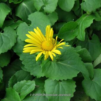 Doronicum orientale