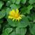 Doronicum orientale