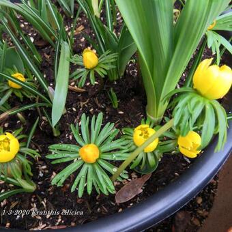 Eranthis cilicica