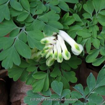 Corydalis ochroleuca