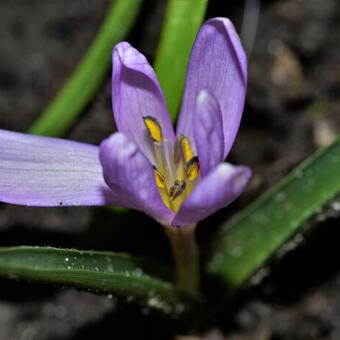 Colchicum hungaricum 'Valentine'