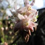 Ribes sanguineum 'Tydemans White' - 