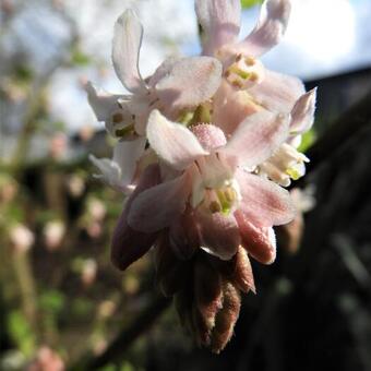 Ribes sanguineum 'Tydemans White'