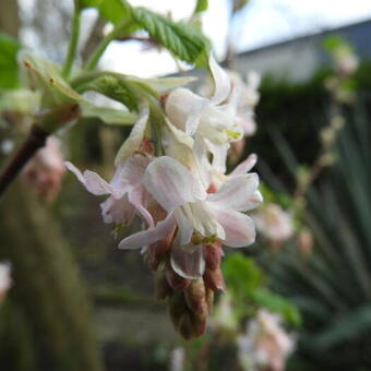 Ribes sanguineum 'Tydemans White'