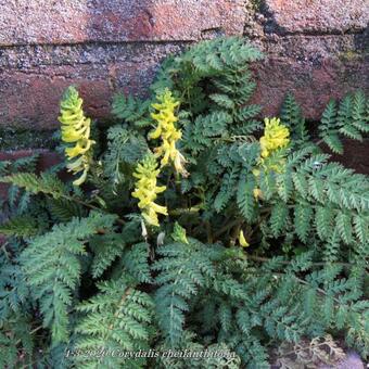 Corydalis cheilanthifolia