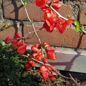 Chaenomeles x superba 'Fire Dance'