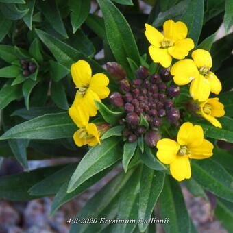 Erysimum x allionii