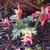 Corydalis solida 'George P. Baker'