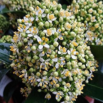 Skimmia japonica 'White Globe'