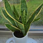 Sansevieria trifasciata var. laurentii - 