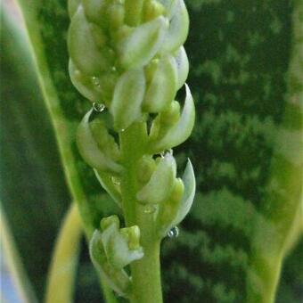 Sansevieria trifasciata var. laurentii