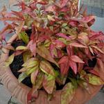 Nandina domestica 'Blush Pink' - 