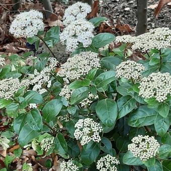 Viburnum tinus