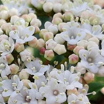 Viburnum tinus