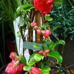 Chaenomeles x superba 'Red Trail' - 