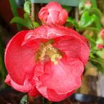 Chaenomeles x superba 'Red Trail' - 