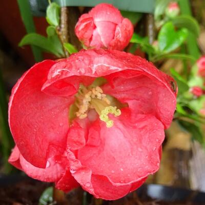 Chaenomeles x superba 'Red Trail' - 