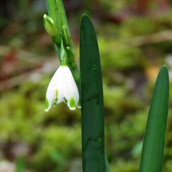 Leucojum aestivum 'Gravetye Giant'