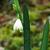 Leucojum aestivum 'Gravetye Giant'