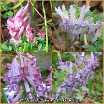 Corydalis solida