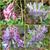 Corydalis solida