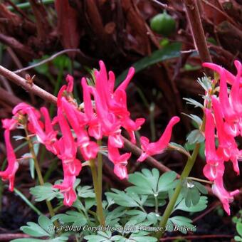 Corydalis solida 'George P. Baker'