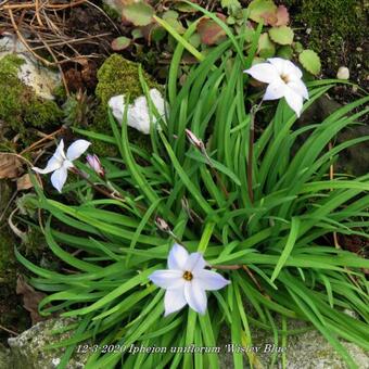 Ipheion uniflorum 'Wisley Blue'