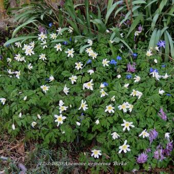 Anemone nemorosa 'Birka'